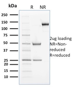 Cyclin B2 Antibody in SDS-PAGE (SDS-PAGE)