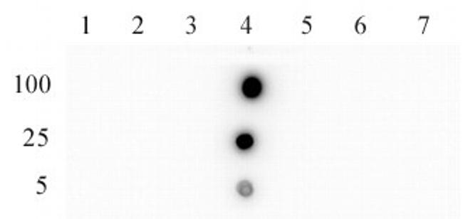 JMJD2D/KDM4D Antibody in Dot Blot (DB)