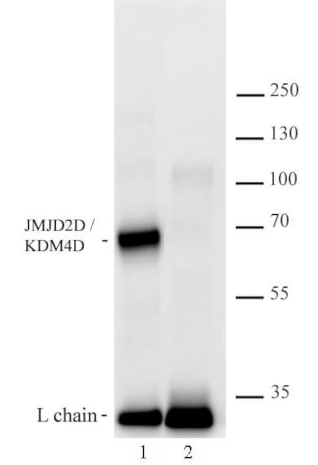 JMJD2D/KDM4D Antibody in Immunoprecipitation (IP)