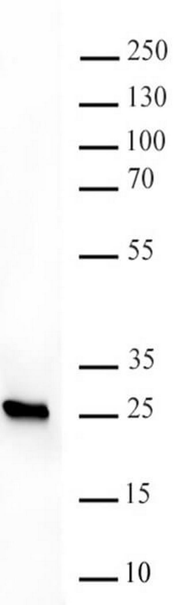 HP1 beta Antibody in Western Blot (WB)