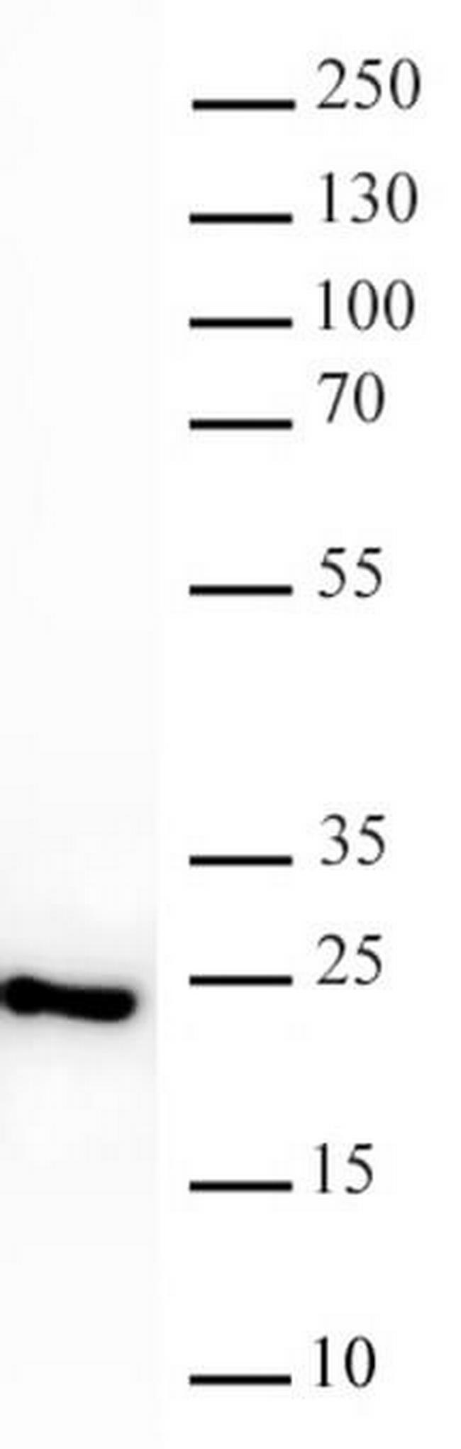 HP1 gamma Antibody in Western Blot (WB)