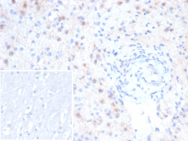 RCAS1/Estrogen Receptor Binding Site Associated, Antigen 9 Antibody in Immunohistochemistry (Paraffin) (IHC (P))