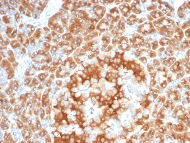RCAS1/Estrogen Receptor Binding Site Associated, Antigen 9 Antibody in Immunohistochemistry (Paraffin) (IHC (P))