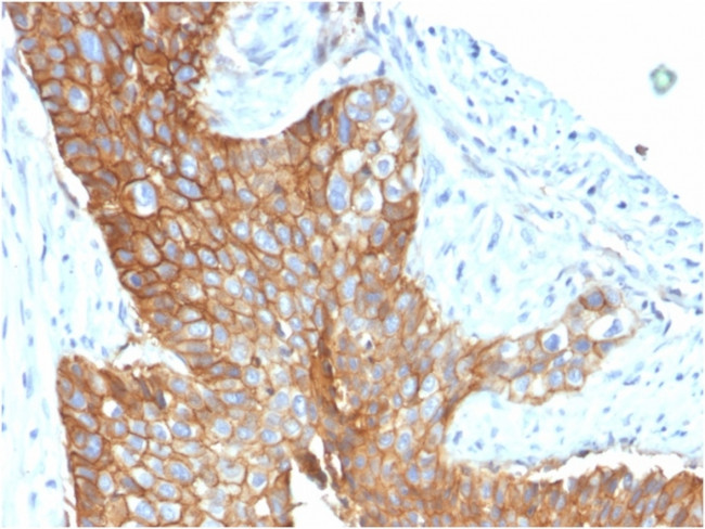 CD9 (TSPAN29) (Motility-Related Protein-1) Antibody in Immunohistochemistry (Paraffin) (IHC (P))