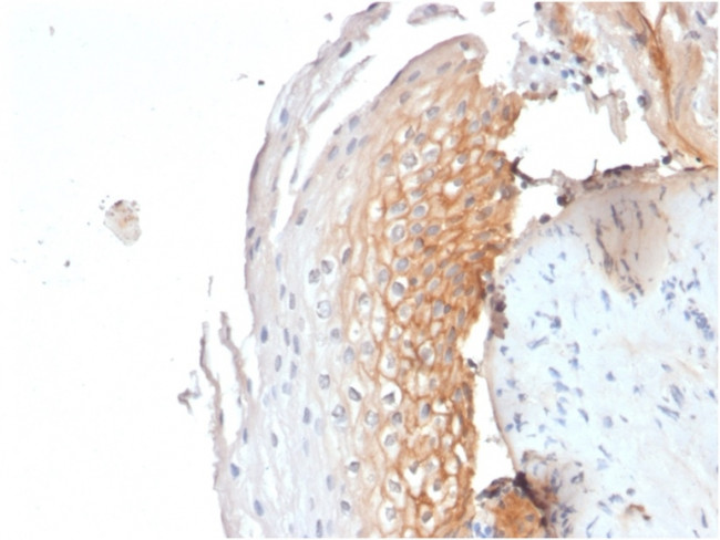 CD9 (TSPAN29) (Motility-Related Protein-1) Antibody in Immunohistochemistry (Paraffin) (IHC (P))