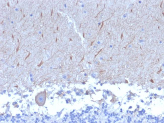 ATG5 Antibody in Immunohistochemistry (Paraffin) (IHC (P))