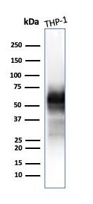 CD63 Antibody in Western Blot (WB)