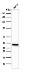 Cdk1/p34cdc2 Antibody in Western Blot (WB)