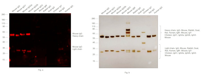 Mouse IgG (H+L) Cross-Adsorbed Secondary Antibody in Western Blot (WB)