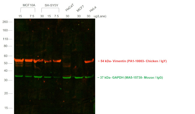 Chicken IgY (H+L) Secondary Antibody in Western Blot (WB)