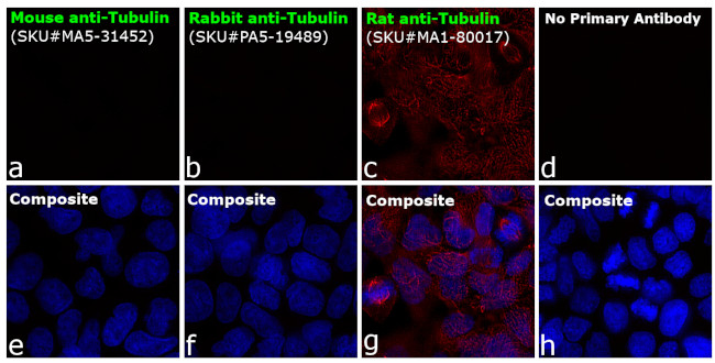 Rat IgG (H+L) Cross-Adsorbed Secondary Antibody in Immunocytochemistry (ICC/IF)