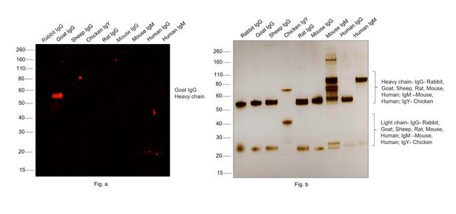 Goat IgG (H+L) Cross-Adsorbed Secondary Antibody in Western Blot (WB)