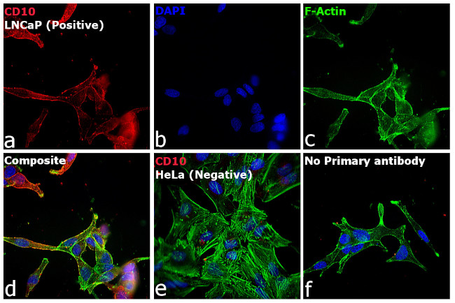 Rabbit anti-Goat IgG (H+L) Cross-Adsorbed, Alexa Fluor™ 594 (A-11080)