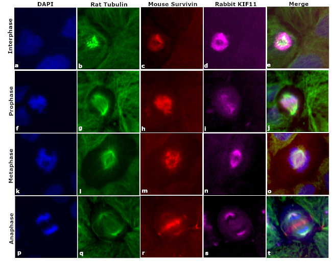 Rat IgG (H+L) Cross-Adsorbed Secondary Antibody in Immunocytochemistry (ICC/IF)