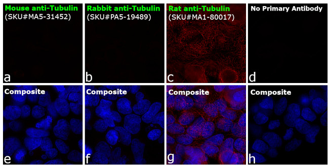 Rat IgG (H+L) Cross-Adsorbed Secondary Antibody in Immunocytochemistry (ICC/IF)