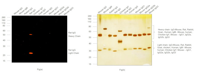 Rat IgG (H+L) Cross-Adsorbed Secondary Antibody