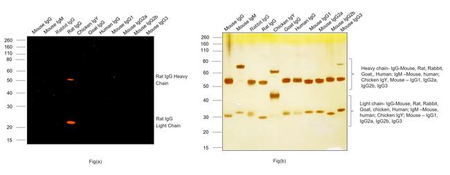 Rat IgG (H+L) Cross-Adsorbed Secondary Antibody in Western Blot (WB)