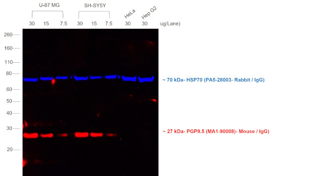 Mouse IgG (H+L) Cross-Adsorbed Secondary Antibody in Western Blot (WB)