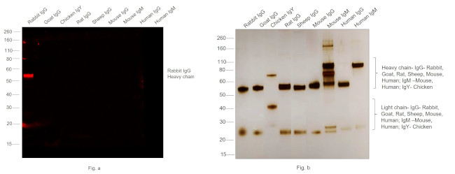 Rabbit IgG (H+L) Secondary Antibody in Western Blot (WB)