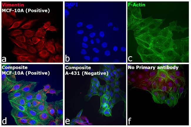 Goat anti-Rabbit IgG (H+L) Highly Cross-Adsorbed, Alexa Fluor™ 633