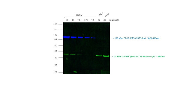 Goat IgG (H+L) Cross-Adsorbed Secondary Antibody in Western Blot (WB)