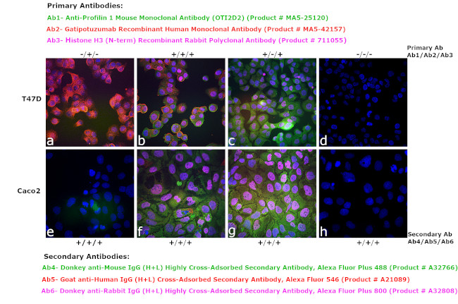 Human IgG (H+L) Cross-Adsorbed Secondary Antibody