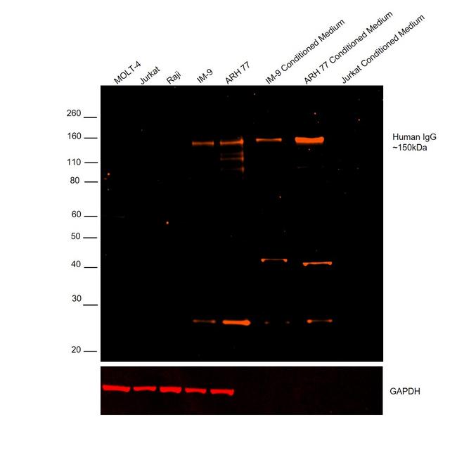 Human IgG (H+L) Cross-Adsorbed Secondary Antibody in Western Blot (WB)