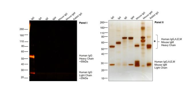 Human IgG (H+L) Cross-Adsorbed Secondary Antibody in Western Blot (WB)