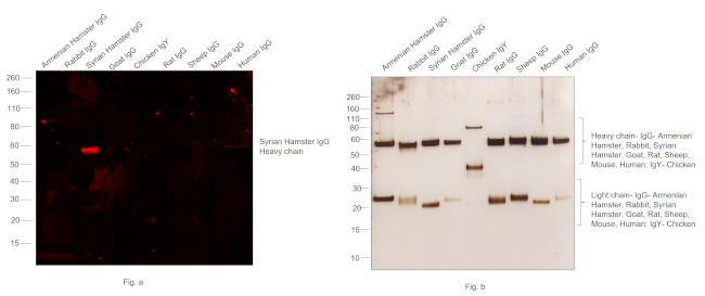 Syrian Hamster IgG (H+L) Cross-Adsorbed Secondary Antibody in Western Blot (WB)