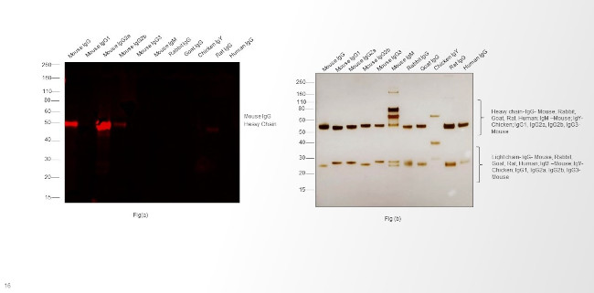 Mouse IgG2a Cross-Adsorbed Secondary Antibody in Western Blot (WB)