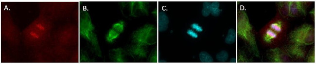 Goat anti-Mouse IgG2a Cross-Adsorbed, Alexa Fluor™ 594 (A-21135)