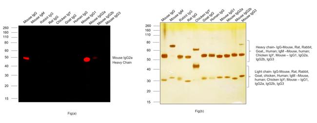 Goat anti-Mouse IgG2a Cross-Adsorbed, Alexa Fluor™ 633 (A-21136)