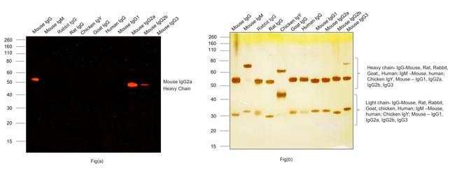 Mouse IgG2a Cross-Adsorbed Secondary Antibody in Western Blot (WB)