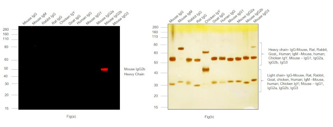 Mouse IgG2b Cross-Adsorbed Secondary Antibody