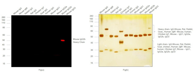 Mouse IgG2b Secondary Antibody