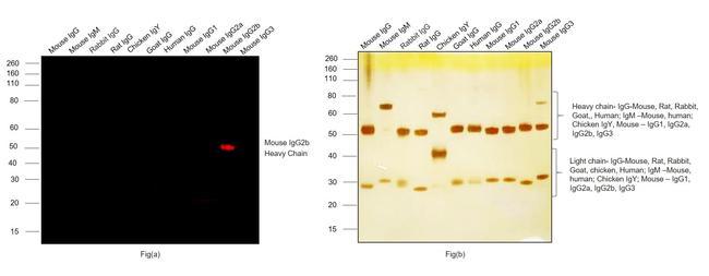 Mouse IgG2b Secondary Antibody in Western Blot (WB)