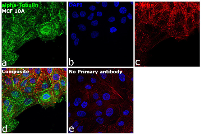 Mouse IgG3 Cross-Adsorbed Secondary Antibody in Immunocytochemistry (ICC/IF)