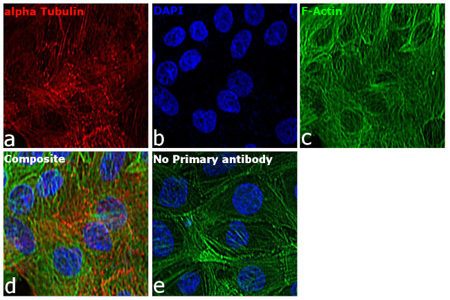 Mouse IgG3 Cross-Adsorbed Secondary Antibody in Immunocytochemistry (ICC/IF)