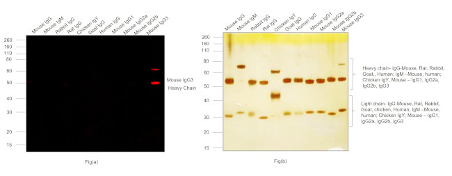 Mouse IgG3 Cross-Adsorbed Secondary Antibody