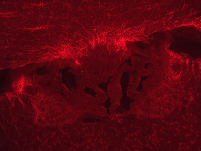 Rabbit IgG (H+L) Highly Cross-Adsorbed Secondary Antibody in Immunohistochemistry (Frozen) (IHC (F))