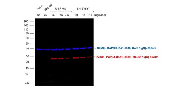 Mouse IgG (H+L) Cross-Adsorbed Secondary Antibody in Western Blot (WB)