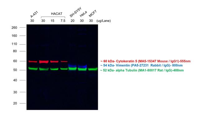 Goat anti-Mouse IgG1 Cross-Adsorbed Secondary Antibody, Alexa Fluor™ 647