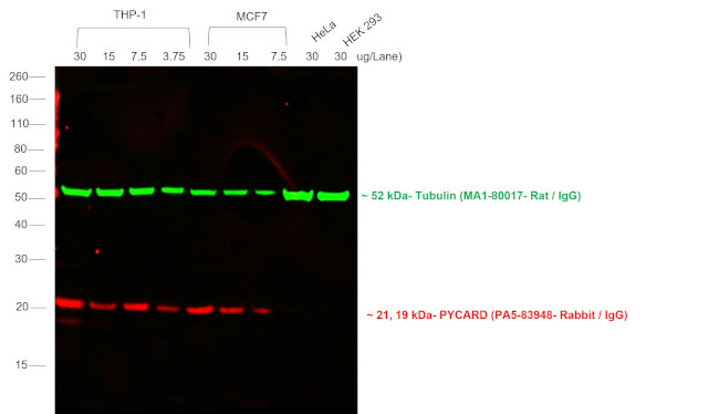 F(ab')2-Goat anti-Rabbit IgG (H+L) Cross-Adsorbed Secondary Antibody, Alexa  Fluor™ 647