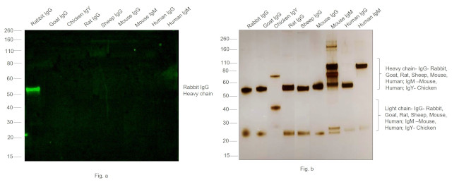 Rabbit IgG (H+L) Cross-Adsorbed Secondary Antibody in Western Blot (WB)