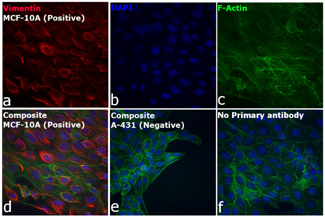 Rabbit IgG (H+L) Cross-Adsorbed Secondary Antibody in Immunocytochemistry (ICC/IF)