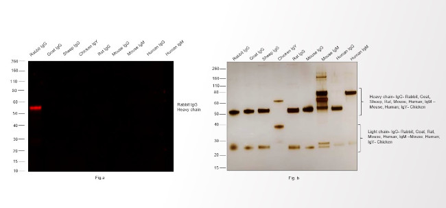 Immuno Gold Rabbit-anti-Chicken, IgG