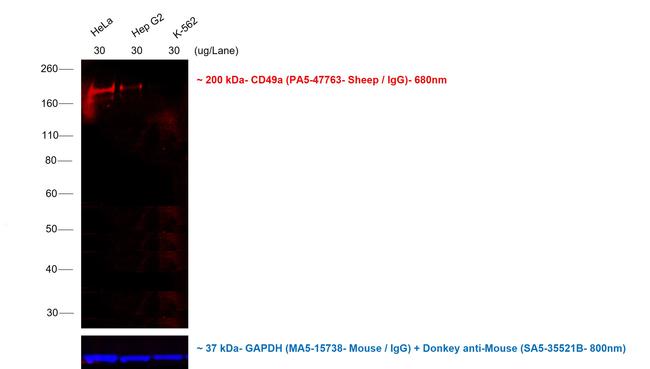 Donkey anti-Sheep IgG (H+L) Cross-Adsorbed Secondary Antibody, Alexa Fluor™  647