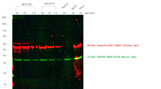 Chicken IgY (H+L) Secondary Antibody in Western Blot (WB)