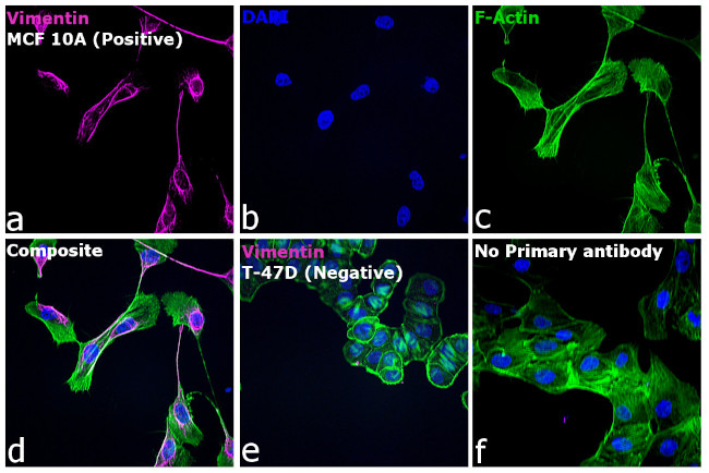 Rabbit IgG (H+L) Highly Cross-Adsorbed Secondary Antibody in Immunocytochemistry (ICC/IF)