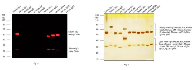 Mouse IgG (H+L) Highly Cross-Adsorbed Secondary Antibody in Western Blot (WB)